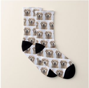 Dog Photo Retriever Puppy Pet Socks